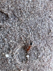Solenopsis xyloni