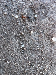 Solenopsis xyloni