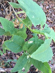 Verbesina virginica