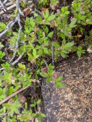 Xanthosia tasmanica