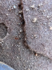 Solenopsis xyloni