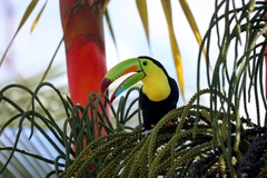 Ramphastos sulfuratus