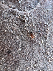 Solenopsis xyloni