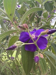 Pleroma semidecandrum