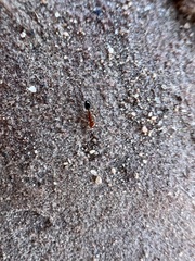 Solenopsis xyloni