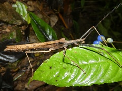 Pseudophasma unicolor