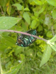 Cotinis mutabilis
