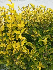 Ligustrum ovalifolium