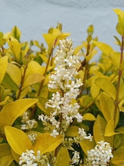 Ligustrum ovalifolium