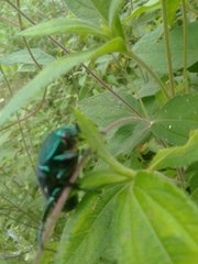 Cotinis mutabilis