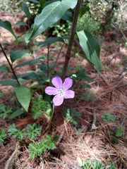 Geranium potentillifolium