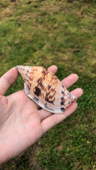 Alcithoe arabica