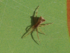 Episinus