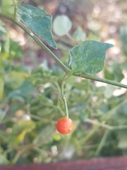 Capsicum annuum