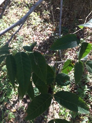 Ungnadia speciosa