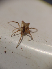 Episinus