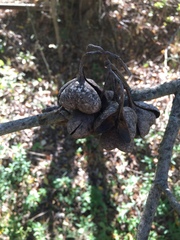 Ungnadia speciosa