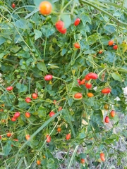 Capsicum annuum