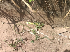 Psammophis sudanensis