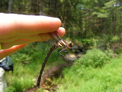 Cordulegaster maculata