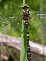 Cordulegaster maculata