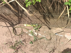 Psammophis sudanensis