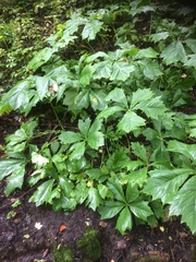 Rodgersia podophylla