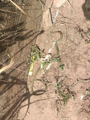 Psammophis sudanensis