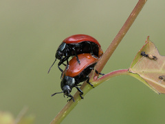 Chrysomela populi