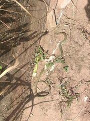 Psammophis sudanensis