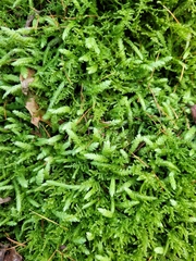 Plagiothecium undulatum