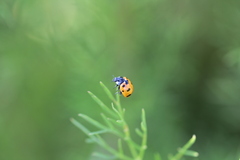 Coccinella nugatoria
