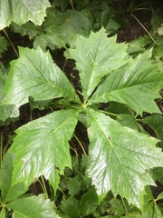 Rodgersia podophylla
