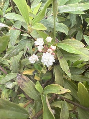 Spiraea