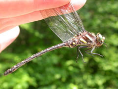 Cordulegaster maculata