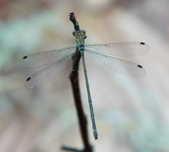 Lestes tenuatus
