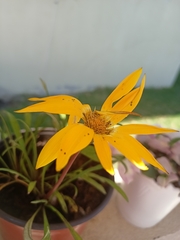 Coreopsis verticillata