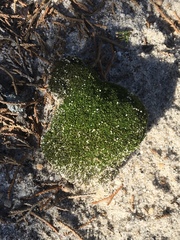 Bryum argenteum