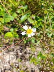 Bidens odorata