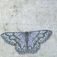 Chloropteryx opalaria