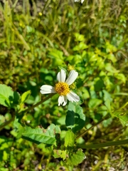 Bidens odorata