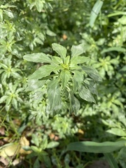 Amaranthus polygonoides