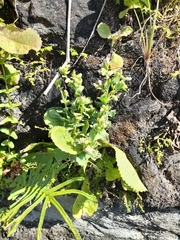 Pseudoconyza viscosa