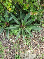 Tradescantia spathacea
