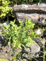 Pseudoconyza viscosa