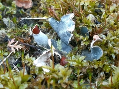 Peltigera didactyla