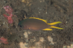 Chromis analis