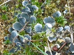 Peltigera didactyla