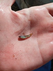 Poeciliidae