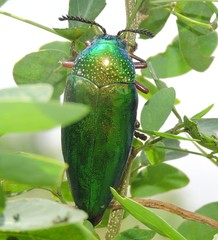 Sternocera